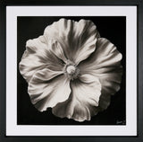 White Anemone Charcoal and Graphite Art Print