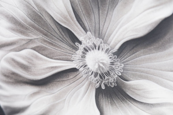 White Anemone Charcoal and Graphite Art Print