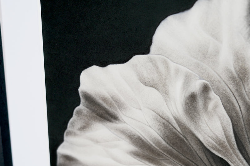 White Anemone Charcoal and Graphite Art Print