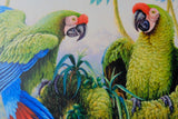 Military Macaws by Kim Brooks