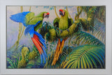 Military Macaws by Kim Brooks